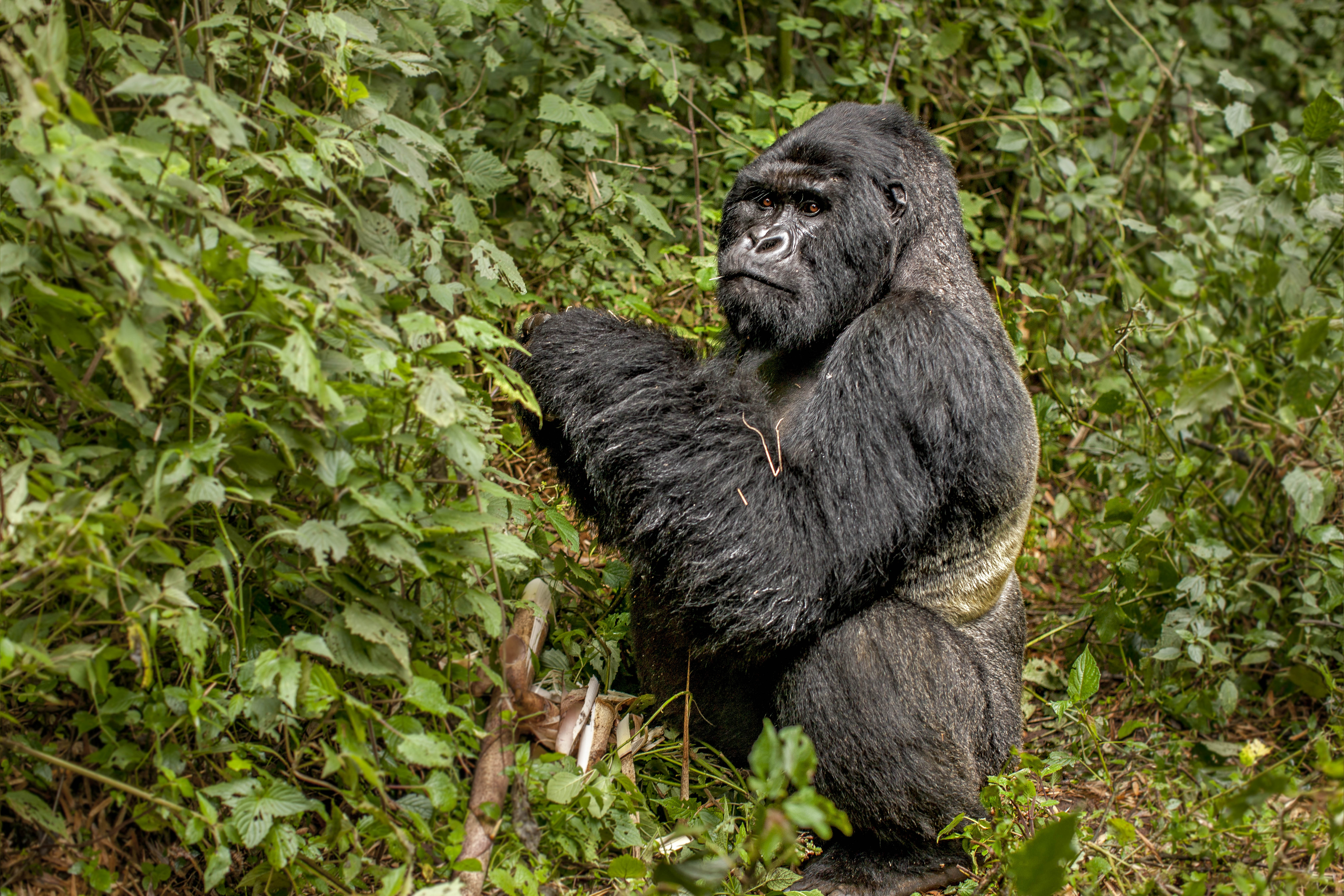  5 Days Bwindi Impenetrable and Queen Elizabeth National Parks flying Safari