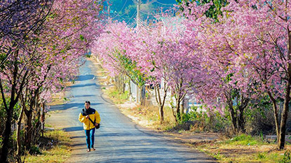 Da Lat - Lam Dong, the city with flowers