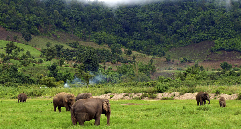 Mondulkiri is home to lots of elephants