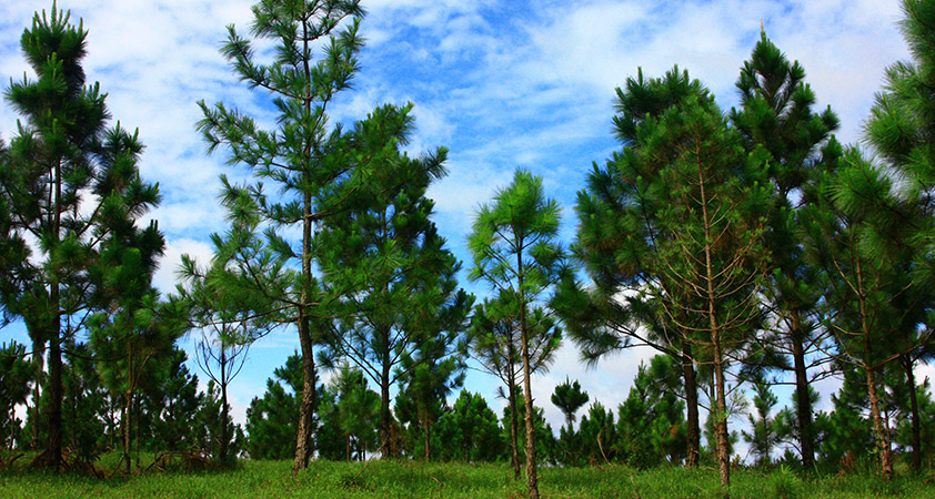 Plantation of Pinetrees 