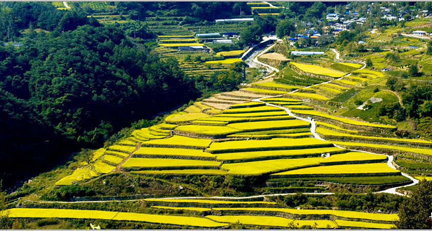 You can admire the endless terraces of rice on the roadway