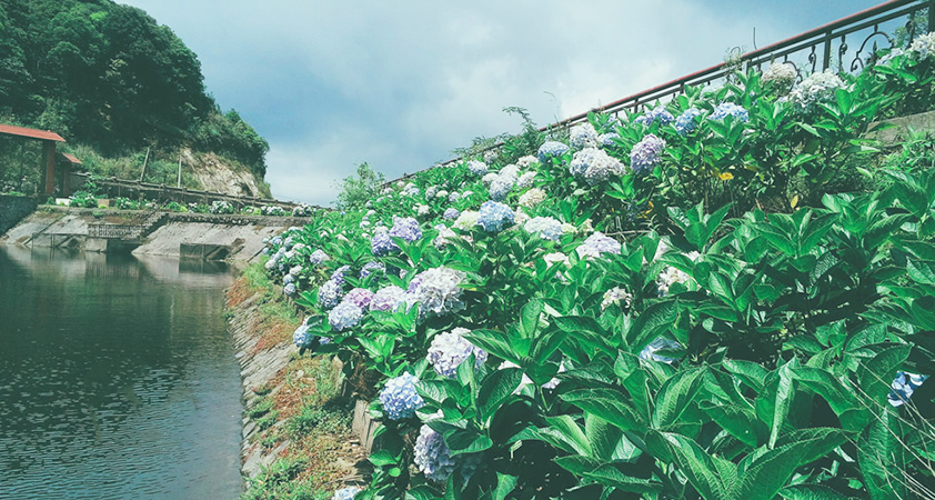 Visit the paradise of hydrangea in Pia Oac - Pia Den