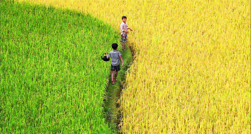 In harvesting seasons, the land is covered in glorious yellow and fresh green field