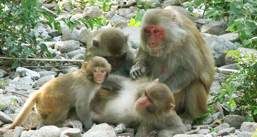 Monkey family are free on the island