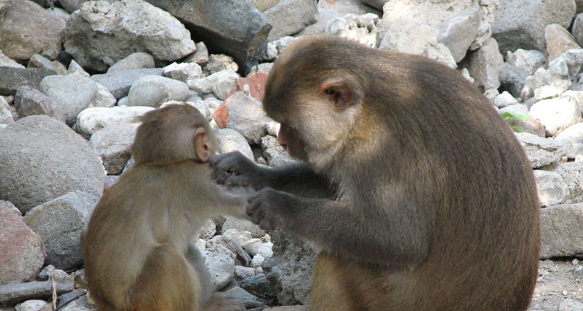 There are also many lovely monkeys going around the island