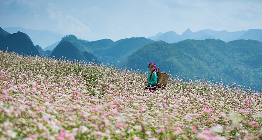 Visiting flower valleys are must-have things to do in Ha Giang