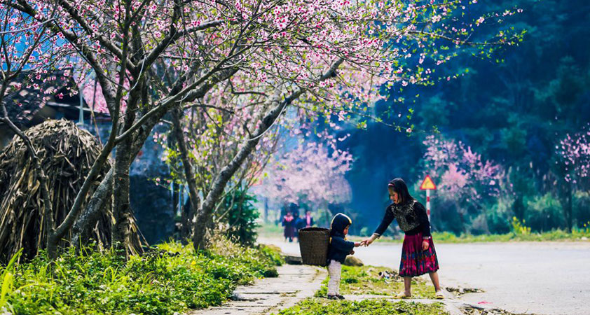 There are a lot of flower blossoms on Dong Van karst plateau