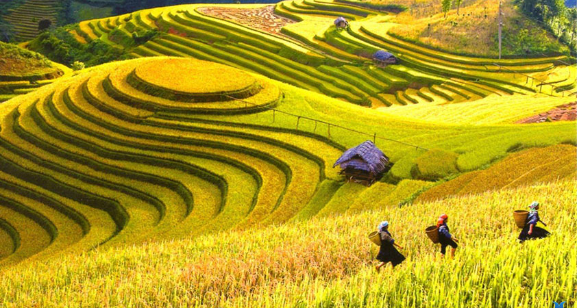 Have a Dong Van trekking tour on huge yellow terraces