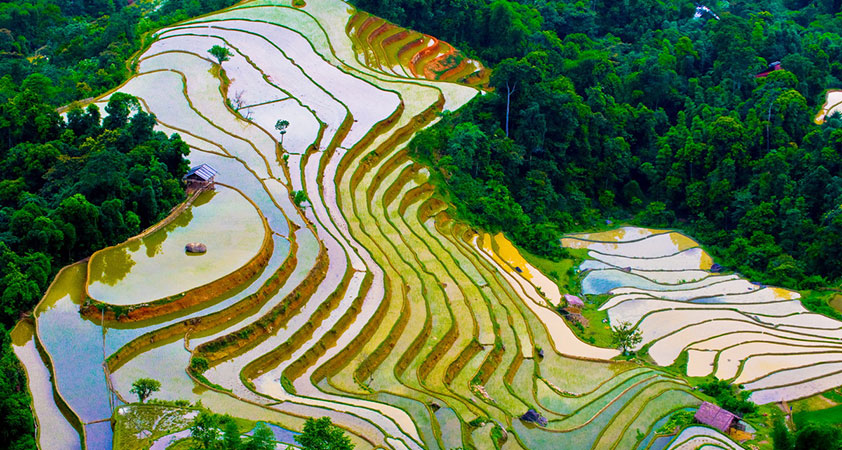 The landscape of terraced rice in water-falling season