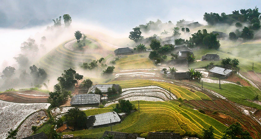 Terraces of rice have a specific beauty under the morning sunlight
