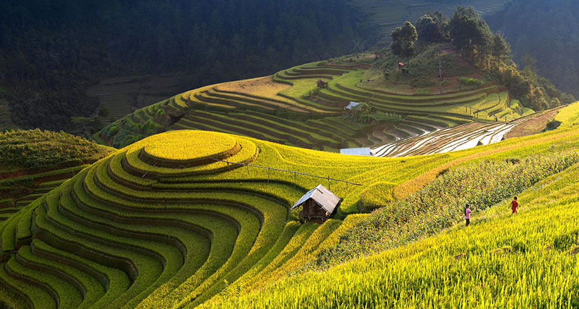 Around you are endless yellow terraces of rice