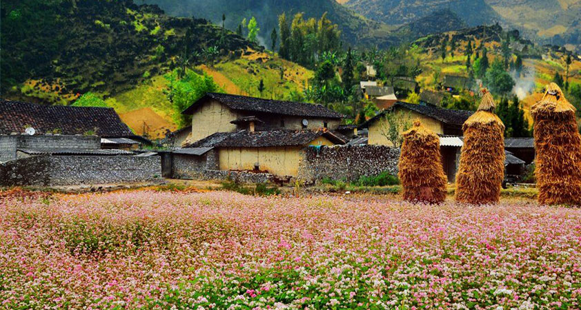 Flowers cover all the land in full colors