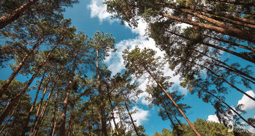 ​  Have a break under the large shades pine forests  ​