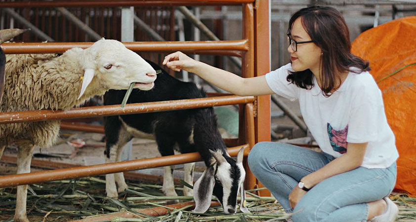 Visit these adorable cows in the farm