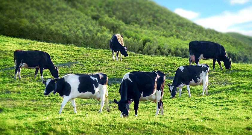 The dairy farms are the home of thousands of cows