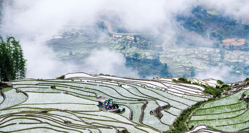 Terraces of rice sparkling gloriously under morning sunlight