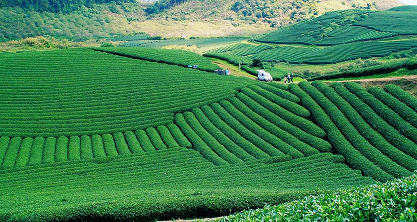 Tea ranges spread endlessly in full shapes