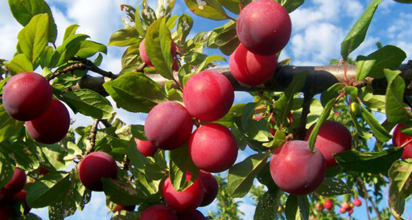 The red plums appetize any tourists visiting the land