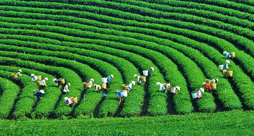 Tea picking with locals in list of what to do in Moc Chau