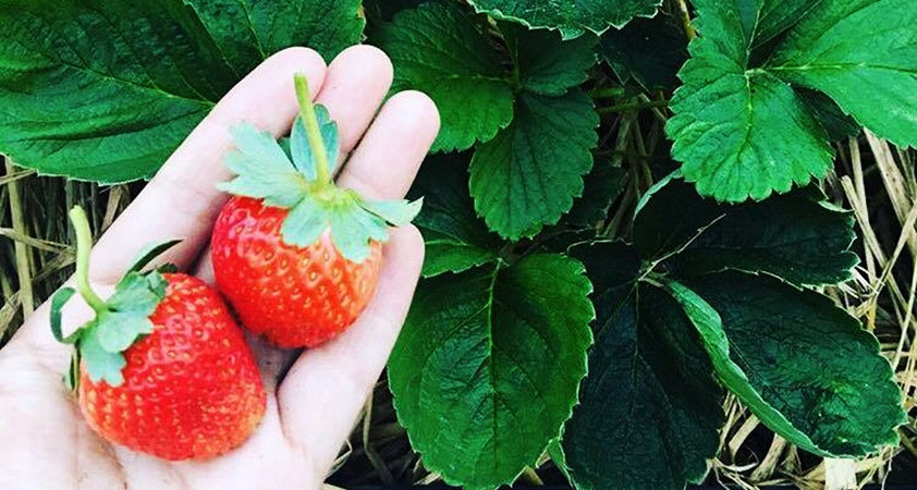 Taste this flavor right in the strawberry garden