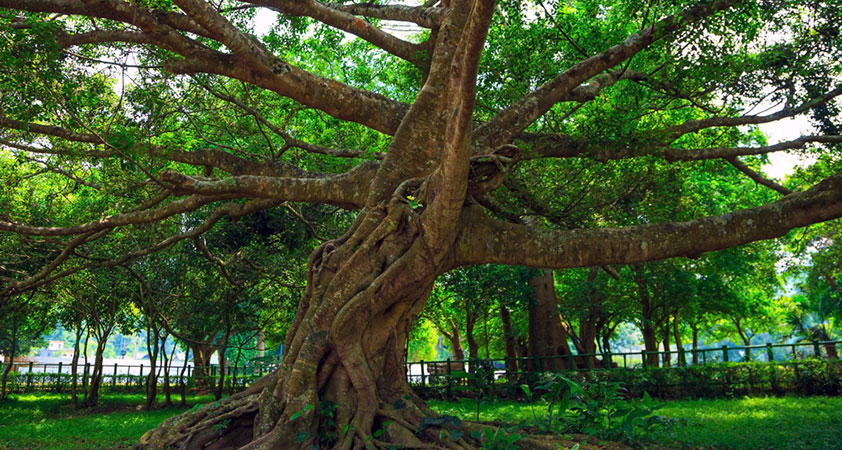 These ancient trees are above a thounsand years old