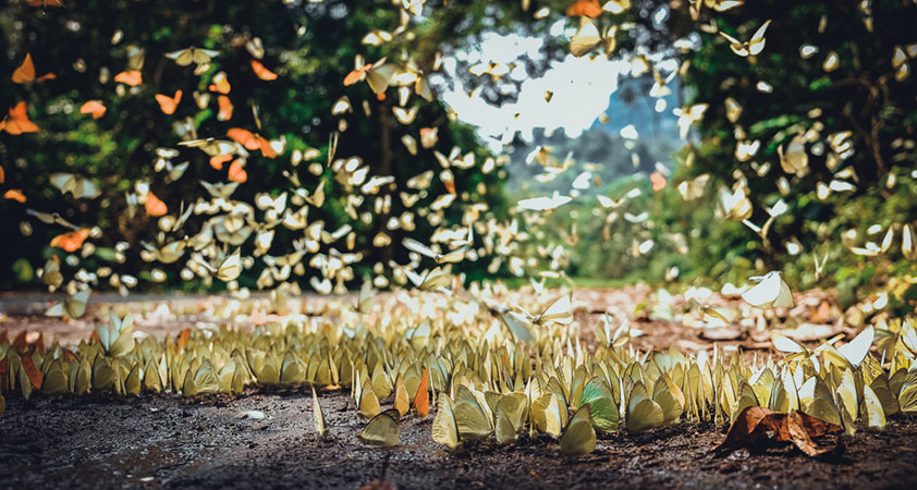 These butterflies are important to the diversity of the forest