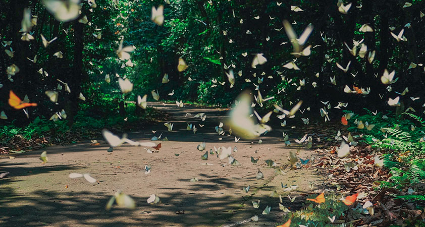 The dreamy picture of thousands of butterflies