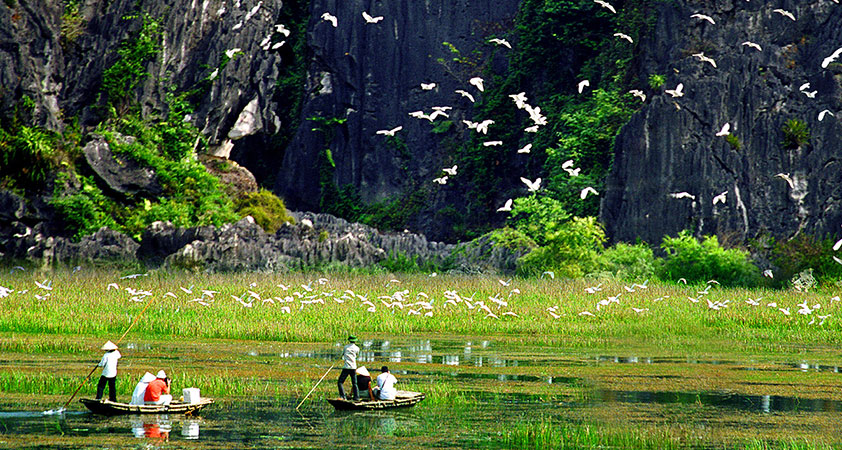 Admire blocks of white storks flying toward their nests on mountains