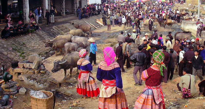 The buffalo trading area of Bac Ha market Sapa
