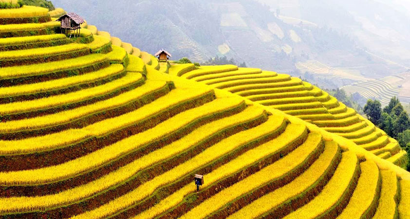 Muong Hoa Valley is covered with yellow in the season of ripe rice