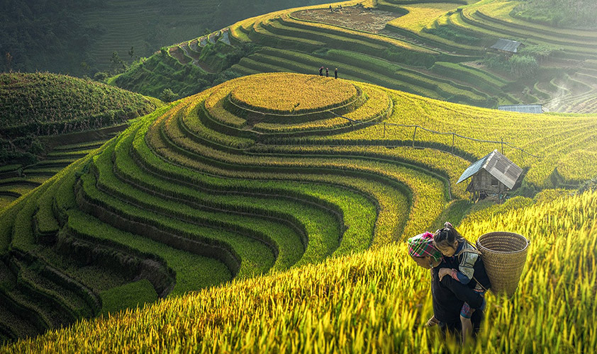 Sapa has long famed for bewitched yellow rice terraces