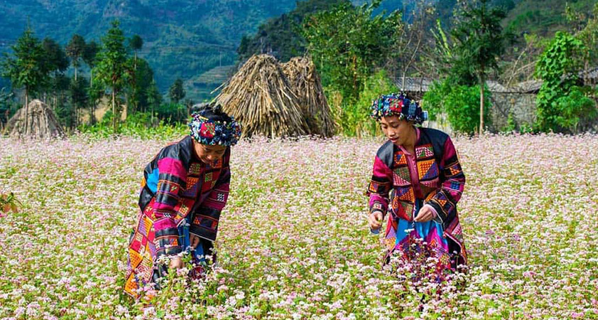 Blooming triangular flowers in Dong Van plateau, Ha Giang