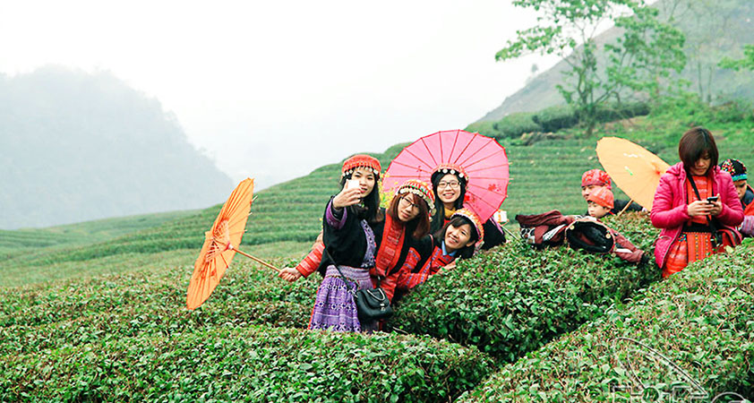 Check in the tea hills in Moc Chau