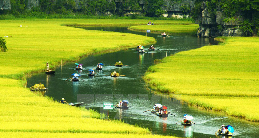 Sailing along Ngo Dong river to explore the amazing beauty of two-side rice fields
