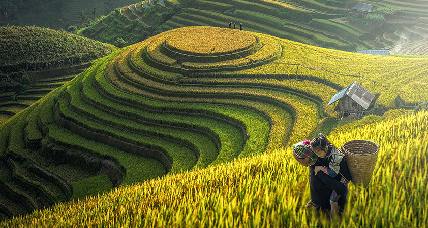 The best time to explore Sapa, a moutainous region in Northern Vietnam, is in rice ripen season 
