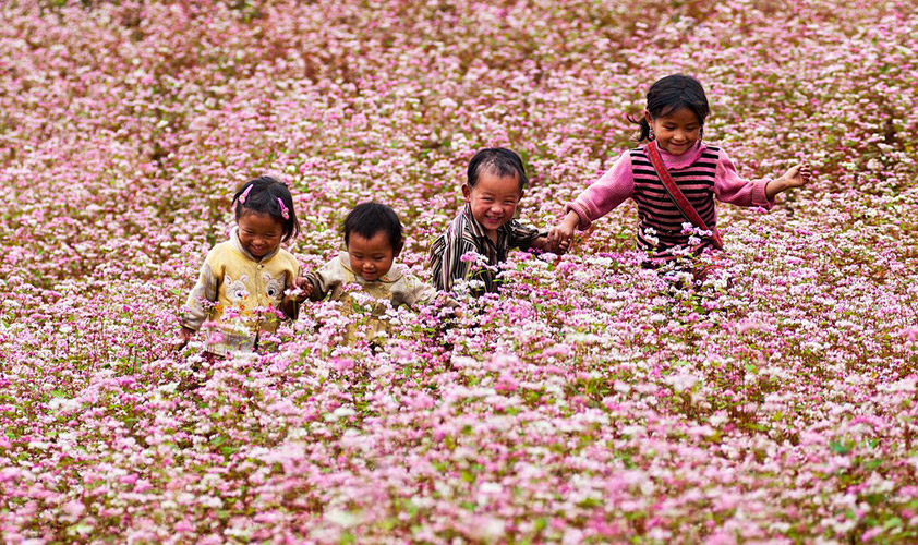 Booming triangular flowers” in Dong Van Plateau - Ha Giang