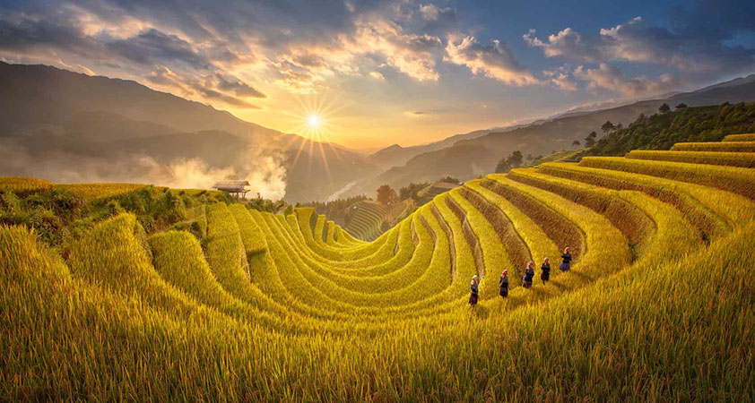 The poetic scenery of glorious yellow rice fields