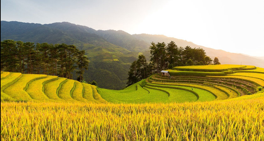 The combination of mountain and rice field landscapes