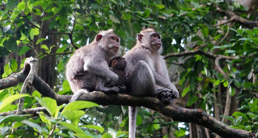 You can easily see blocks of monkeys on the forests