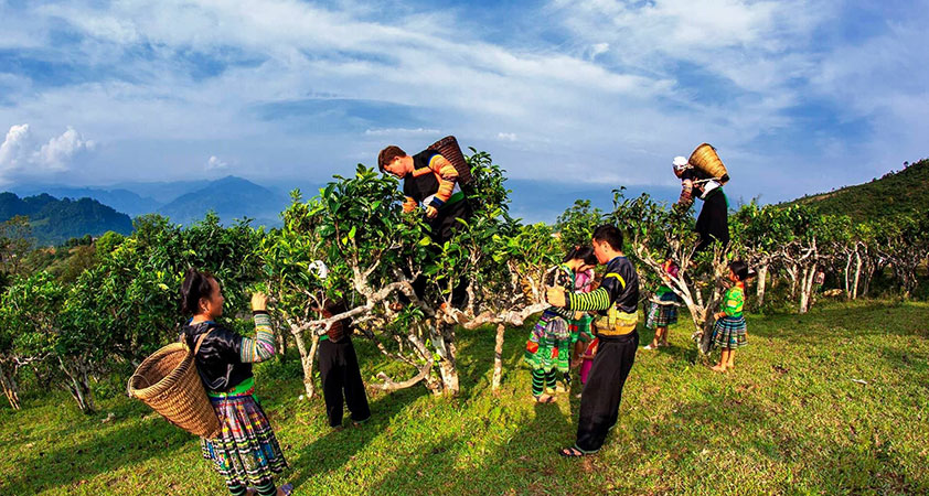 Visit endless areas of tea trees with the locals