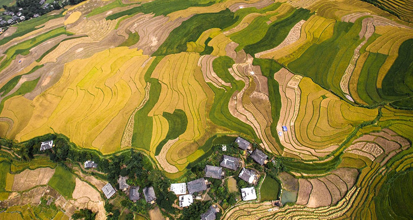 Small houses are outstanding among the yellow background