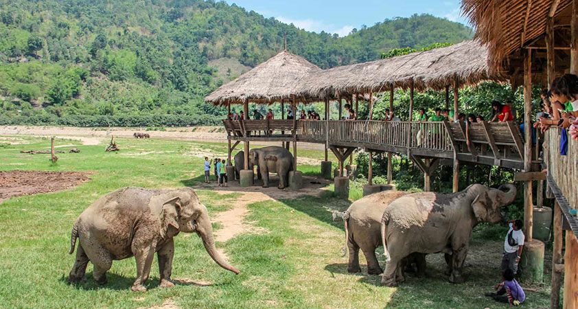 Elephant Nature Park 