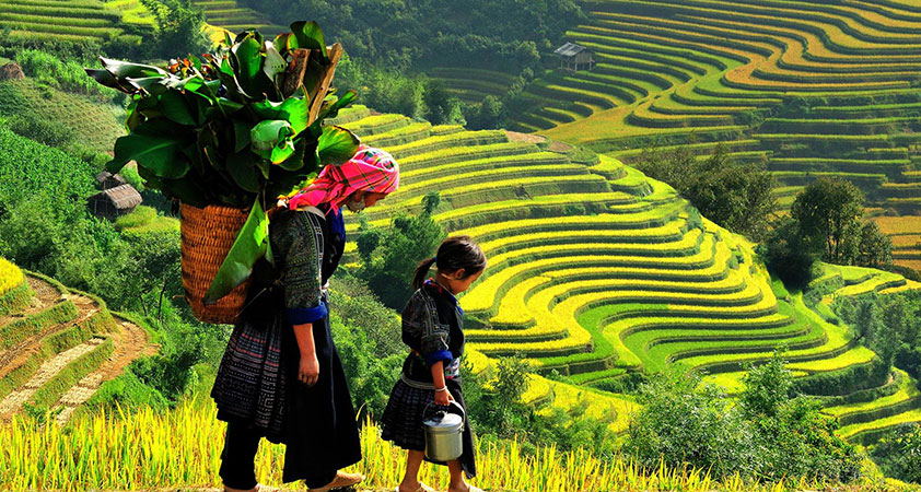 The terraced fields are covered in yellow from September to October