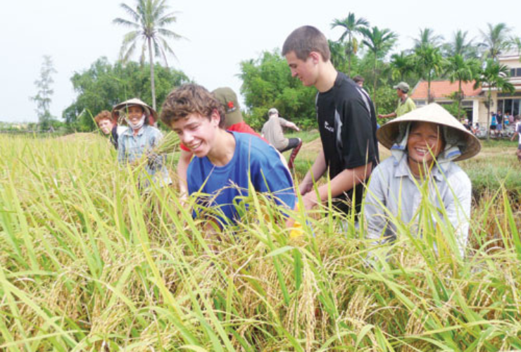 Tourists enjoy the experience of harvesting rice with the local people