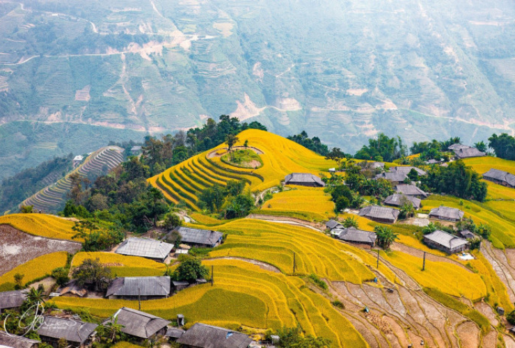 Phung village is one of the most outstanding destinations to admire terraced rice fields during the Hoang Su Phi golden rice season