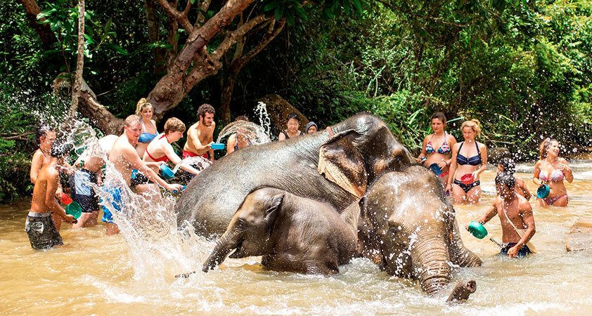 Enjoy the elephant washing