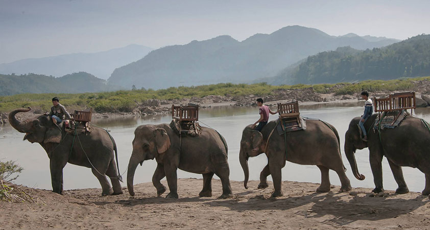 Elephant Camp in Meuang Khai