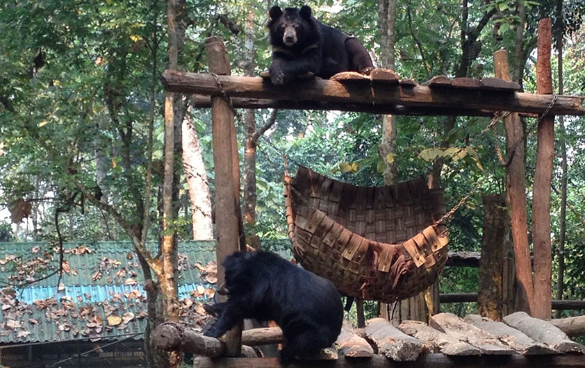 The Bear Sanctuary at Kuang Si Fall