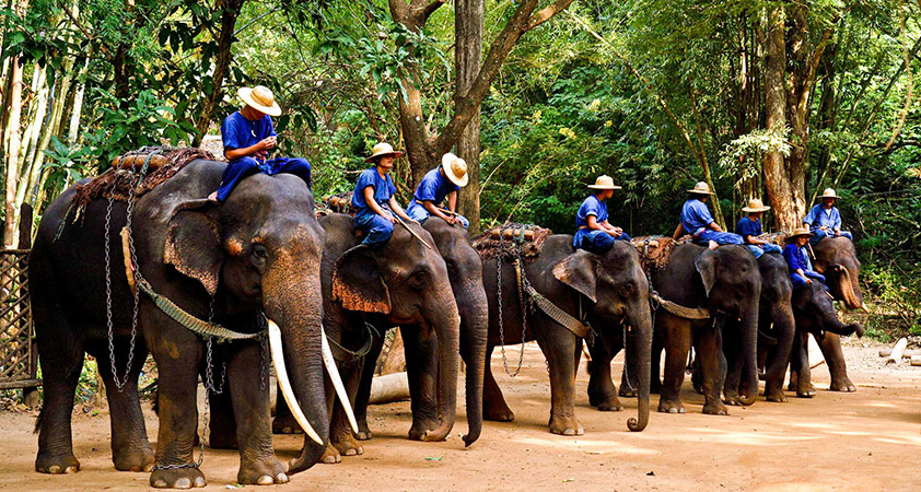 Visit elephant camp in Chiang Mai 