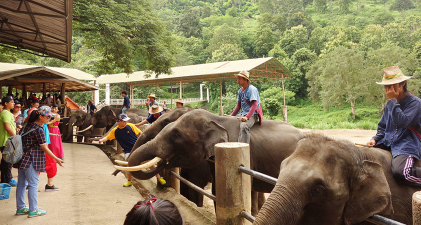 Elephant Camps in Chiang Mai